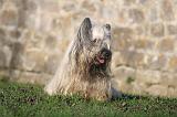 SKYE TERRIER 031